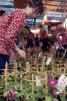 Annual morning-glory market begins